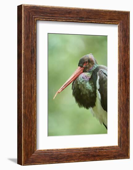 Black stork, Ciconia nigra, close-up, the Bavarian Forest-David & Micha Sheldon-Framed Photographic Print