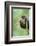 Black stork, Ciconia nigra, close-up, the Bavarian Forest-David & Micha Sheldon-Framed Photographic Print