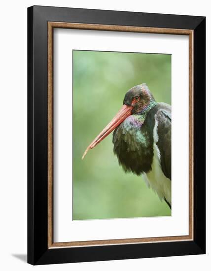 Black stork, Ciconia nigra, close-up, the Bavarian Forest-David & Micha Sheldon-Framed Photographic Print