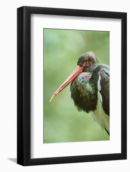 Black stork, Ciconia nigra, close-up, the Bavarian Forest-David & Micha Sheldon-Framed Photographic Print