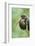 Black stork, Ciconia nigra, close-up, the Bavarian Forest-David & Micha Sheldon-Framed Photographic Print