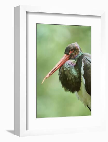 Black stork, Ciconia nigra, close-up, the Bavarian Forest-David & Micha Sheldon-Framed Photographic Print