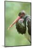 Black stork, Ciconia nigra, close-up, the Bavarian Forest-David & Micha Sheldon-Mounted Photographic Print