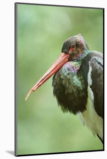 Black stork, Ciconia nigra, close-up, the Bavarian Forest-David & Micha Sheldon-Mounted Photographic Print