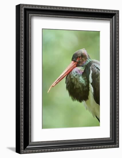 Black stork, Ciconia nigra, close-up, the Bavarian Forest-David & Micha Sheldon-Framed Photographic Print