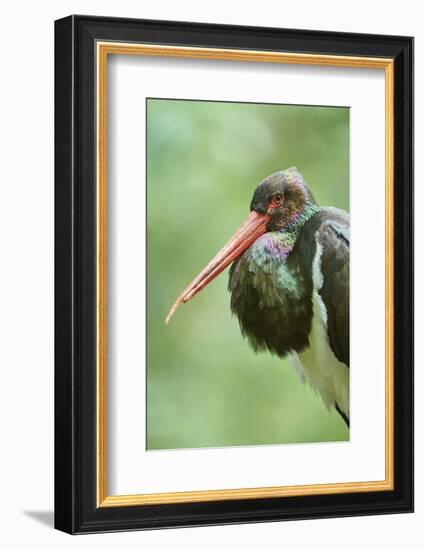 Black stork, Ciconia nigra, close-up, the Bavarian Forest-David & Micha Sheldon-Framed Photographic Print