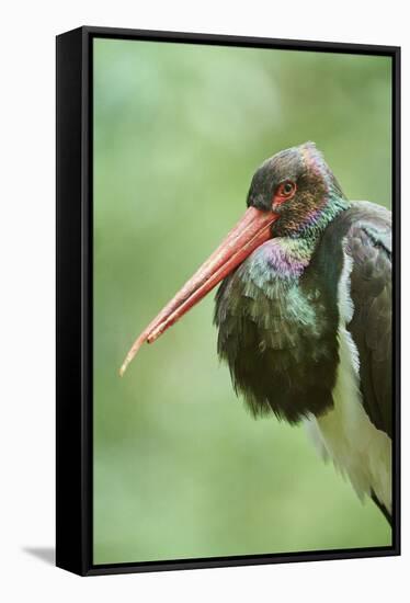 Black stork, Ciconia nigra, close-up, the Bavarian Forest-David & Micha Sheldon-Framed Stretched Canvas