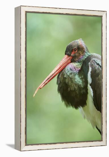 Black stork, Ciconia nigra, close-up, the Bavarian Forest-David & Micha Sheldon-Framed Premier Image Canvas