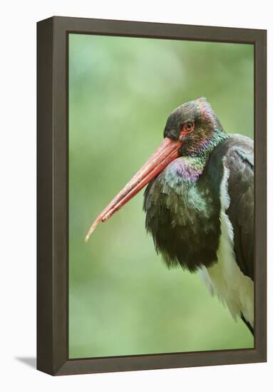 Black stork, Ciconia nigra, close-up, the Bavarian Forest-David & Micha Sheldon-Framed Premier Image Canvas