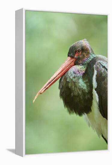 Black stork, Ciconia nigra, close-up, the Bavarian Forest-David & Micha Sheldon-Framed Premier Image Canvas