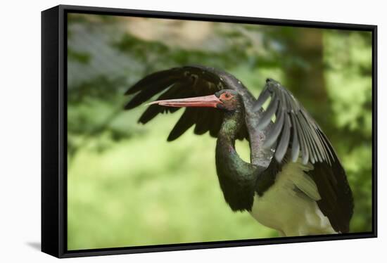 Black stork, Ciconia nigra, close-up, the Bavarian Forest-David & Micha Sheldon-Framed Premier Image Canvas