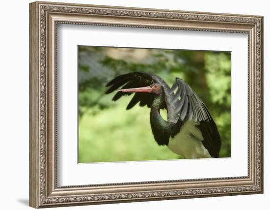 Black stork, Ciconia nigra, close-up, the Bavarian Forest-David & Micha Sheldon-Framed Photographic Print