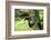 Black stork, Ciconia nigra, close-up, the Bavarian Forest-David & Micha Sheldon-Framed Photographic Print