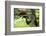 Black stork, Ciconia nigra, close-up, the Bavarian Forest-David & Micha Sheldon-Framed Photographic Print