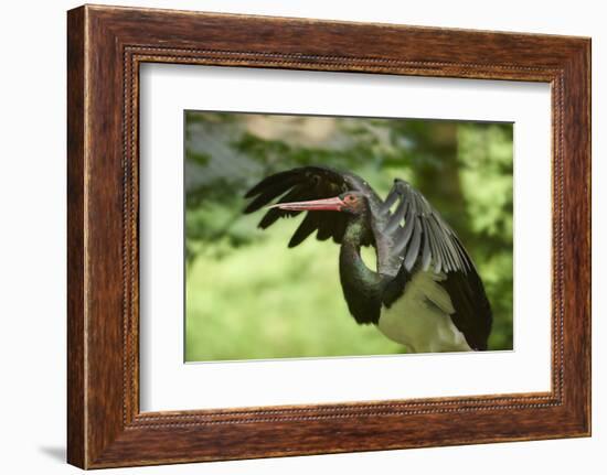 Black stork, Ciconia nigra, close-up, the Bavarian Forest-David & Micha Sheldon-Framed Photographic Print