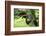 Black stork, Ciconia nigra, close-up, the Bavarian Forest-David & Micha Sheldon-Framed Photographic Print