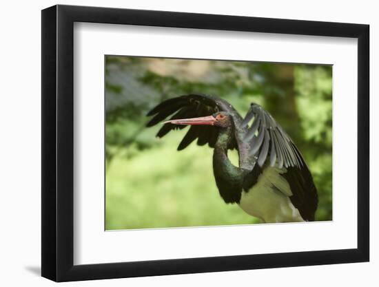 Black stork, Ciconia nigra, close-up, the Bavarian Forest-David & Micha Sheldon-Framed Photographic Print