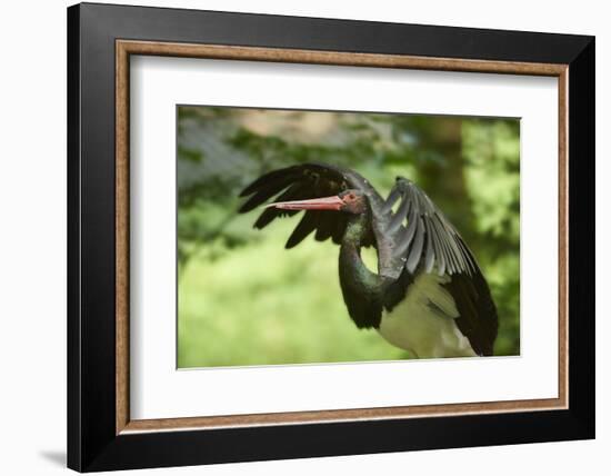 Black stork, Ciconia nigra, close-up, the Bavarian Forest-David & Micha Sheldon-Framed Photographic Print