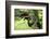 Black stork, Ciconia nigra, close-up, the Bavarian Forest-David & Micha Sheldon-Framed Photographic Print