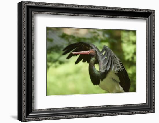 Black stork, Ciconia nigra, close-up, the Bavarian Forest-David & Micha Sheldon-Framed Photographic Print