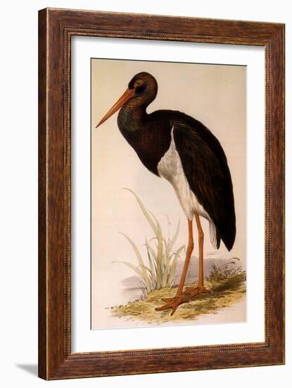 Black Stork, Ciconia Nigra-Edward Lear-Framed Giclee Print