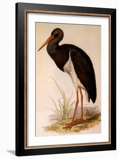 Black Stork, Ciconia Nigra-Edward Lear-Framed Giclee Print