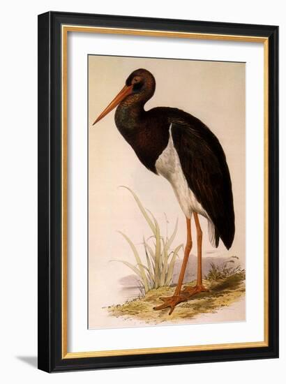 Black Stork, Ciconia Nigra-Edward Lear-Framed Giclee Print