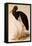 Black Stork, Ciconia Nigra-Edward Lear-Framed Premier Image Canvas