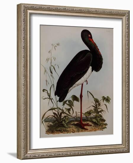 Black Stork, Engraved, from 'Illustrations of British Ornithology' by John Prideaux Selby, 1841-Henry Thomas Alken-Framed Giclee Print