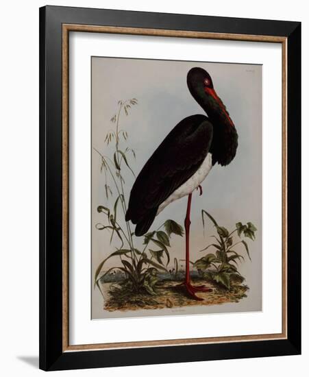 Black Stork, Engraved, from 'Illustrations of British Ornithology' by John Prideaux Selby, 1841-Henry Thomas Alken-Framed Giclee Print