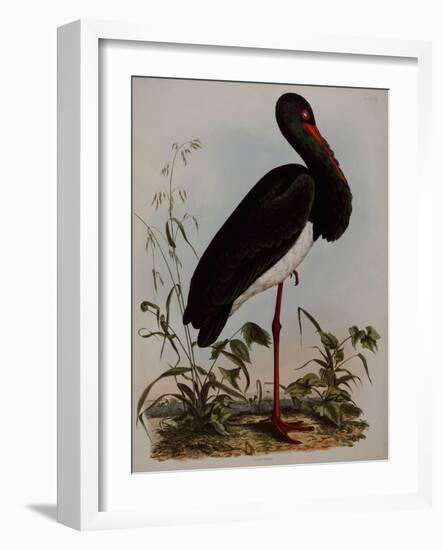 Black Stork, Engraved, from 'Illustrations of British Ornithology' by John Prideaux Selby, 1841-Henry Thomas Alken-Framed Giclee Print