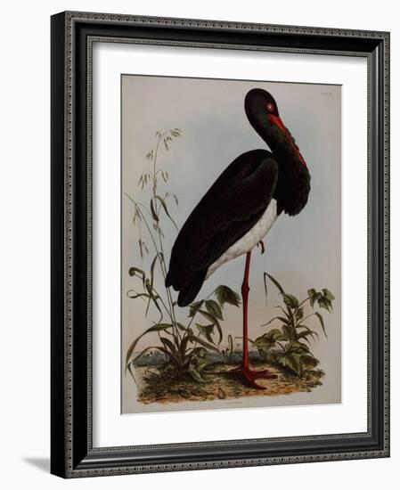 Black Stork, Engraved, from 'Illustrations of British Ornithology' by John Prideaux Selby, 1841-Henry Thomas Alken-Framed Giclee Print