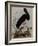 Black Stork, Engraved, from 'Illustrations of British Ornithology' by John Prideaux Selby, 1841-Henry Thomas Alken-Framed Giclee Print