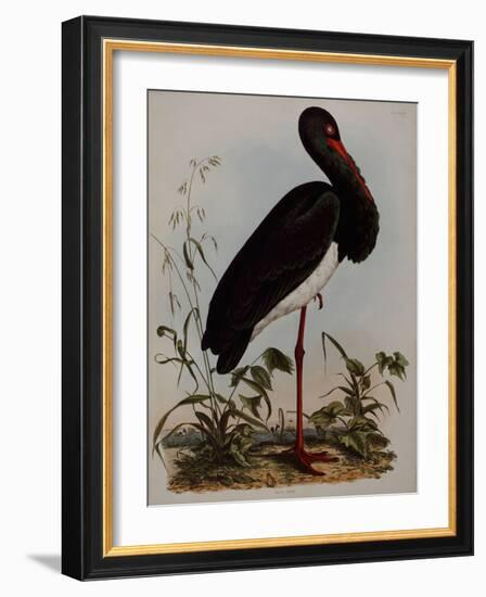 Black Stork, Engraved, from 'Illustrations of British Ornithology' by John Prideaux Selby, 1841-Henry Thomas Alken-Framed Giclee Print