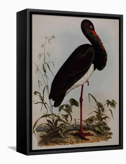 Black Stork, Engraved, from 'Illustrations of British Ornithology' by John Prideaux Selby, 1841-Henry Thomas Alken-Framed Premier Image Canvas