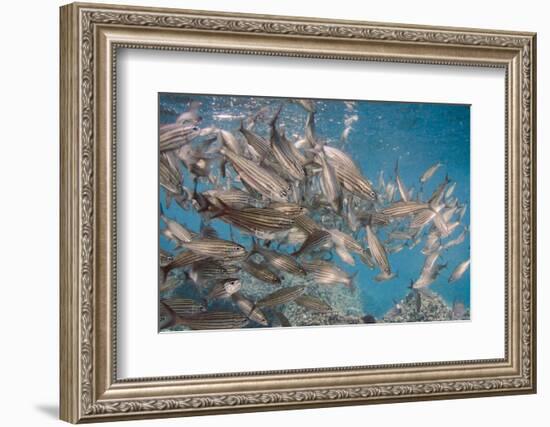 Black Striped Salema, Central Isles, Galapagos, Ecuador-Pete Oxford-Framed Photographic Print