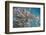 Black Striped Salema, Central Isles, Galapagos, Ecuador-Pete Oxford-Framed Photographic Print