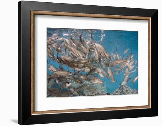 Black Striped Salema, Central Isles, Galapagos, Ecuador-Pete Oxford-Framed Photographic Print