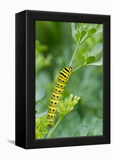 Black swallowtail butterfly caterpillar on common rue-Richard and Susan Day-Framed Premier Image Canvas