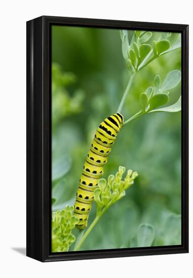 Black swallowtail butterfly caterpillar on common rue-Richard and Susan Day-Framed Premier Image Canvas