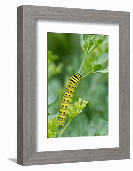 Black swallowtail butterfly caterpillar on common rue-Richard and Susan Day-Framed Photographic Print