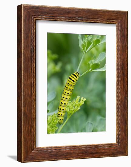 Black swallowtail butterfly caterpillar on common rue-Richard and Susan Day-Framed Photographic Print