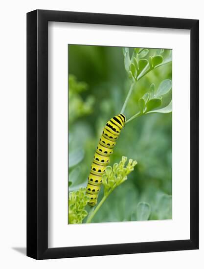 Black swallowtail butterfly caterpillar on common rue-Richard and Susan Day-Framed Photographic Print