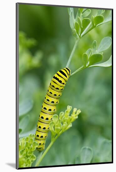 Black swallowtail butterfly caterpillar on common rue-Richard and Susan Day-Mounted Photographic Print