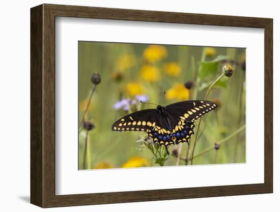 Black swallowtail butterfly feeding.-Larry Ditto-Framed Photographic Print