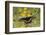 Black swallowtail butterfly feeding.-Larry Ditto-Framed Photographic Print