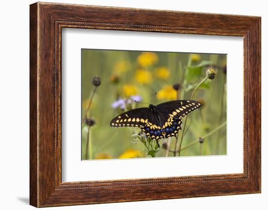 Black swallowtail butterfly feeding.-Larry Ditto-Framed Photographic Print