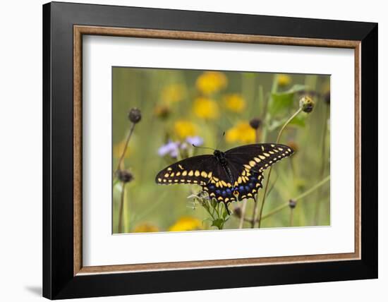 Black swallowtail butterfly feeding.-Larry Ditto-Framed Photographic Print