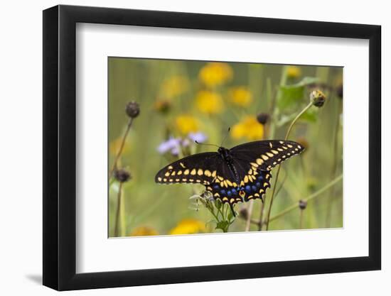 Black swallowtail butterfly feeding.-Larry Ditto-Framed Photographic Print