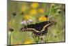 Black swallowtail butterfly feeding.-Larry Ditto-Mounted Photographic Print